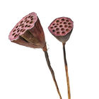 Hias 50cm Seedpod Akar Teratai Dekorasi Bunga Kering