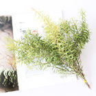 OEM 25cm Small Twig Melaleuca bracteata Bunga Kering Tandan