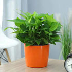 Pot Plastik Bulat Tahan Lama Tinggi 15.5cm Self Watering Houseplant
